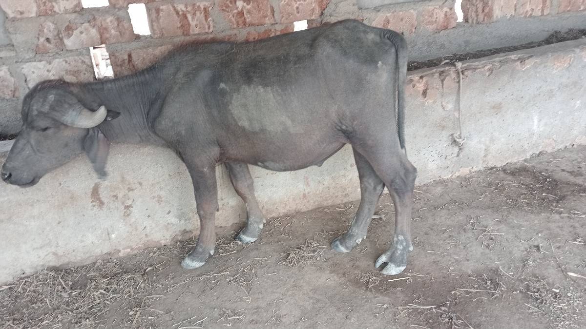જાફરાબાદીછે