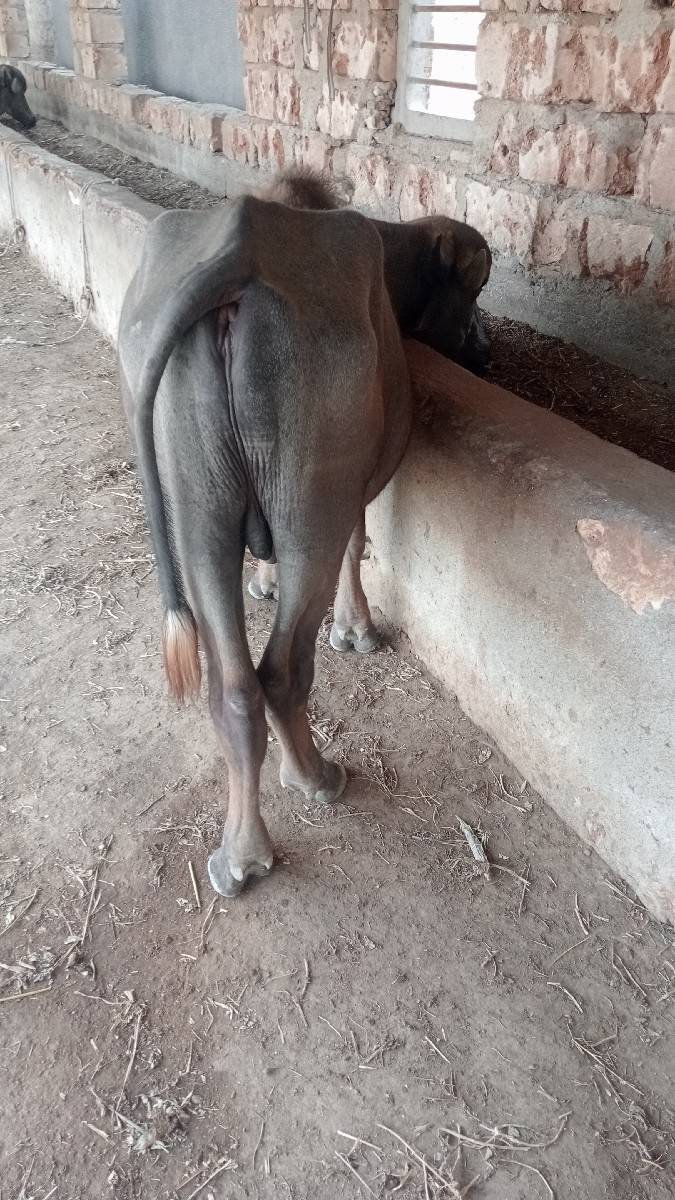 જાફરાબાદીછે