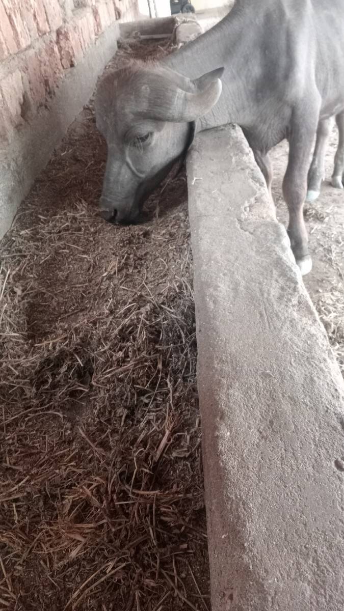 જાફરાબાદીછે