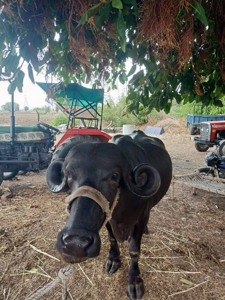 પેલું વેતર
