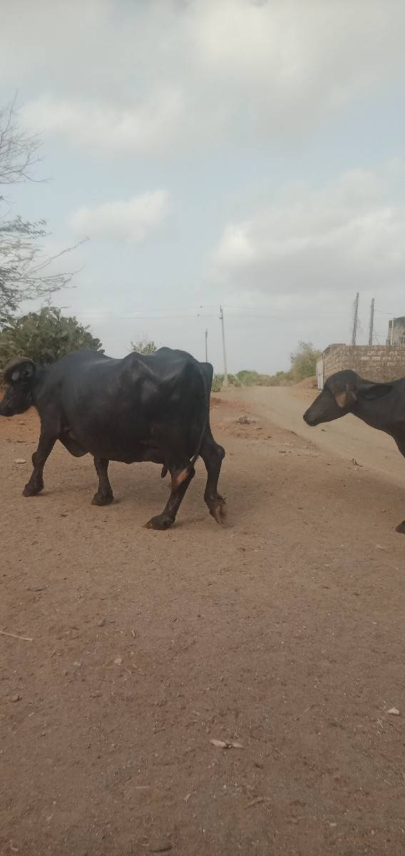 ભેંસ વેચવાની છે
