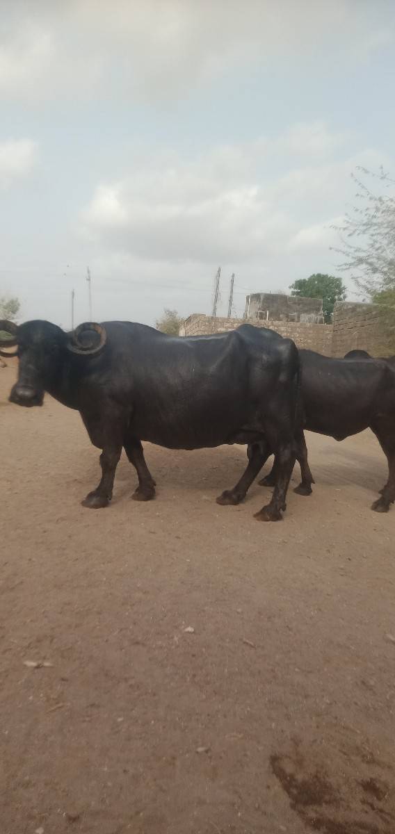 ભેંસ વેચવાની છે