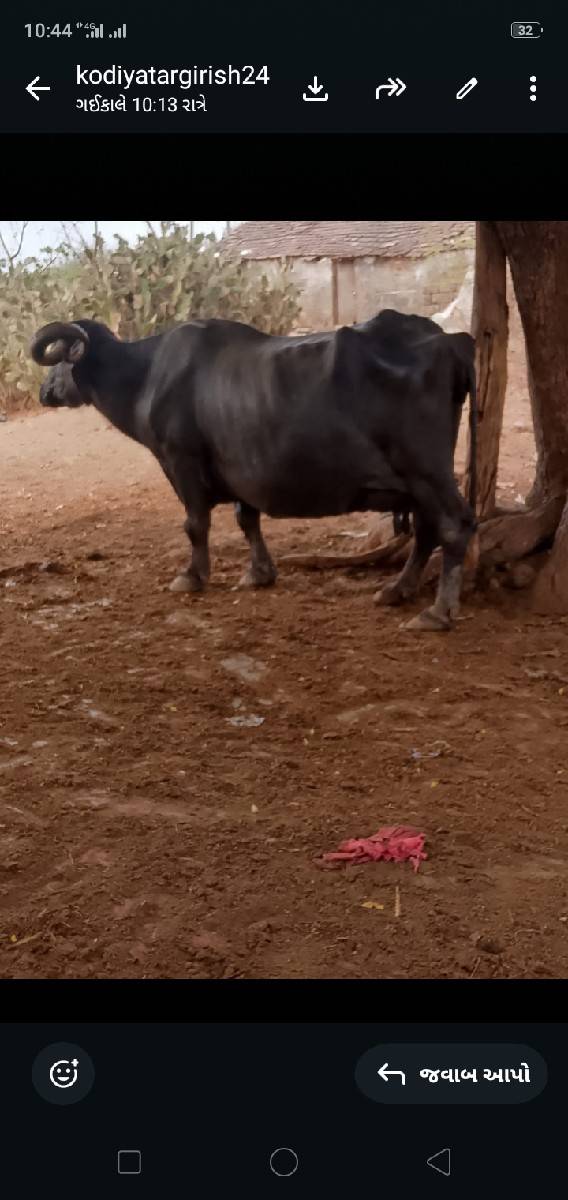 ભેંસ વેચવાની છે