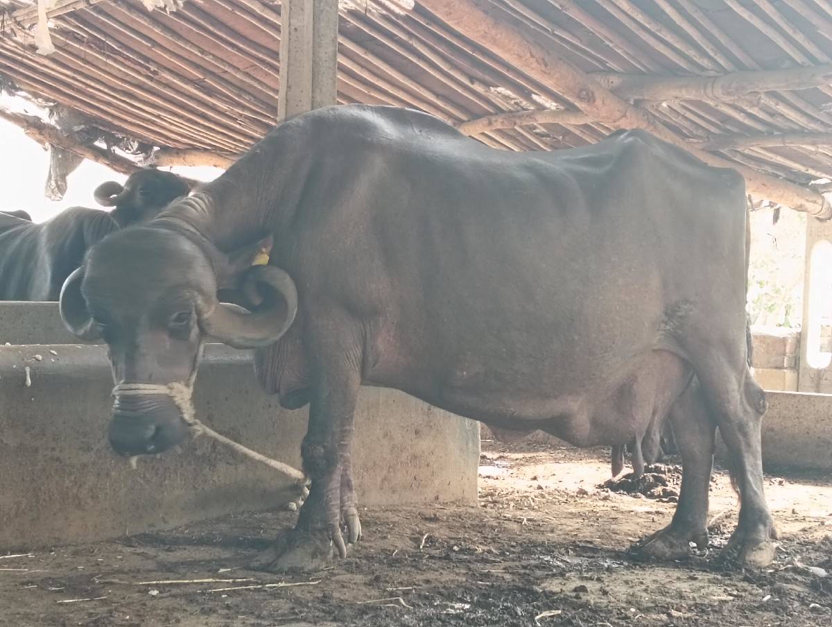ભેંસ વેચવાની છે