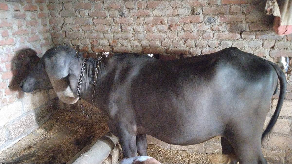 આ પાડી વેચવાની છે
