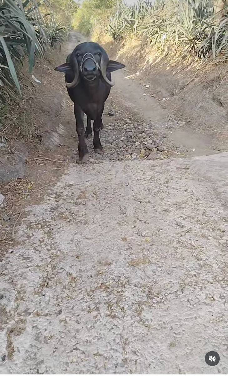 આ પાડી વેચવાની છે