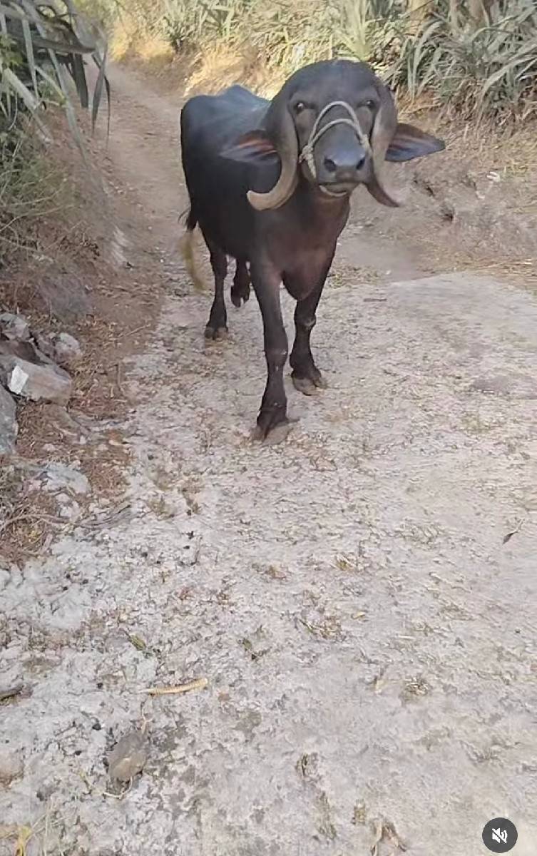 આ પાડી વેચવાની છે