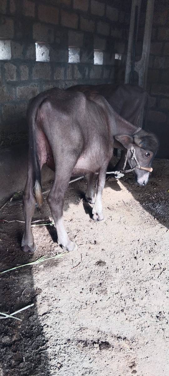 પાડી વેચવાનીછે