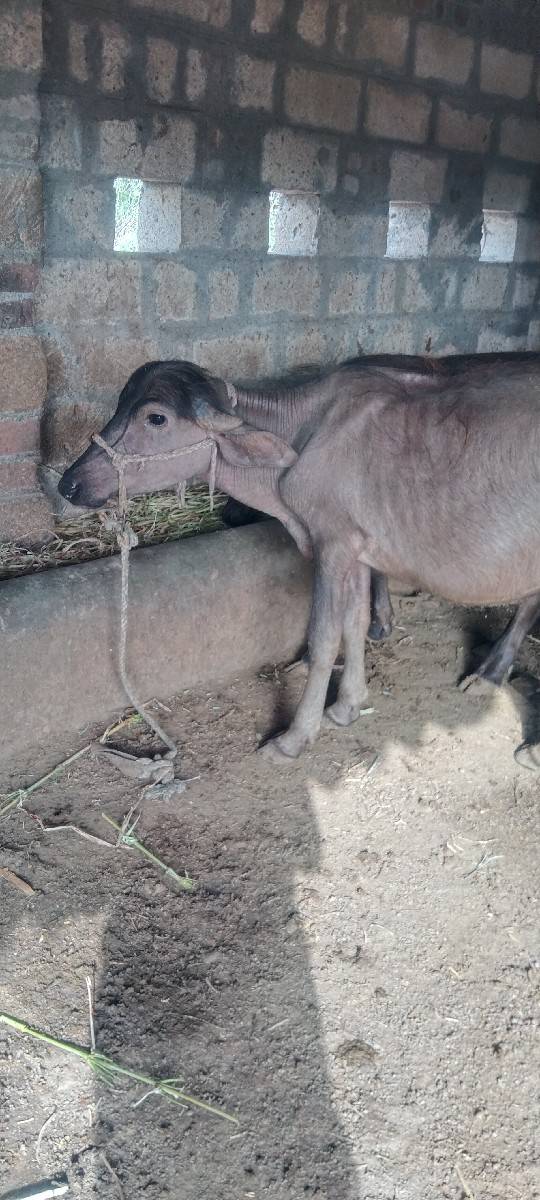 પાડી વેચવાનીછે