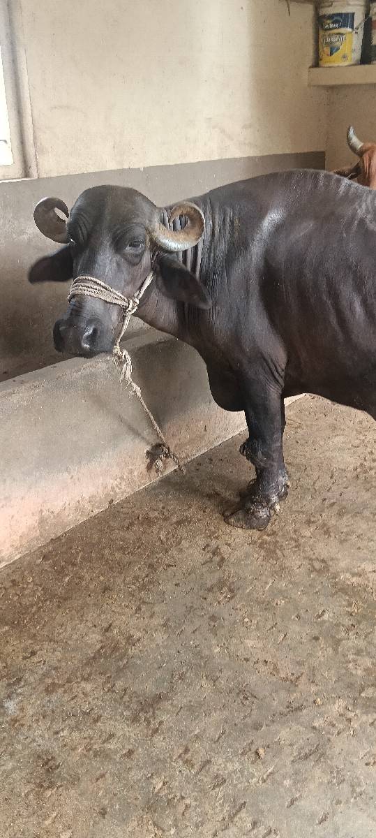 ભેંશ વેચવાની છે