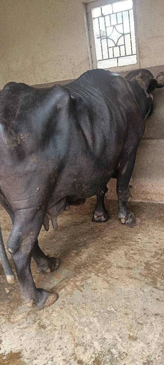 ભેંશ વેચવાની છે