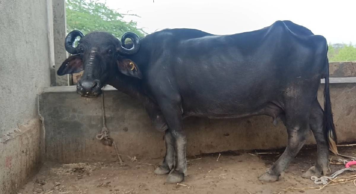 ભેંશ