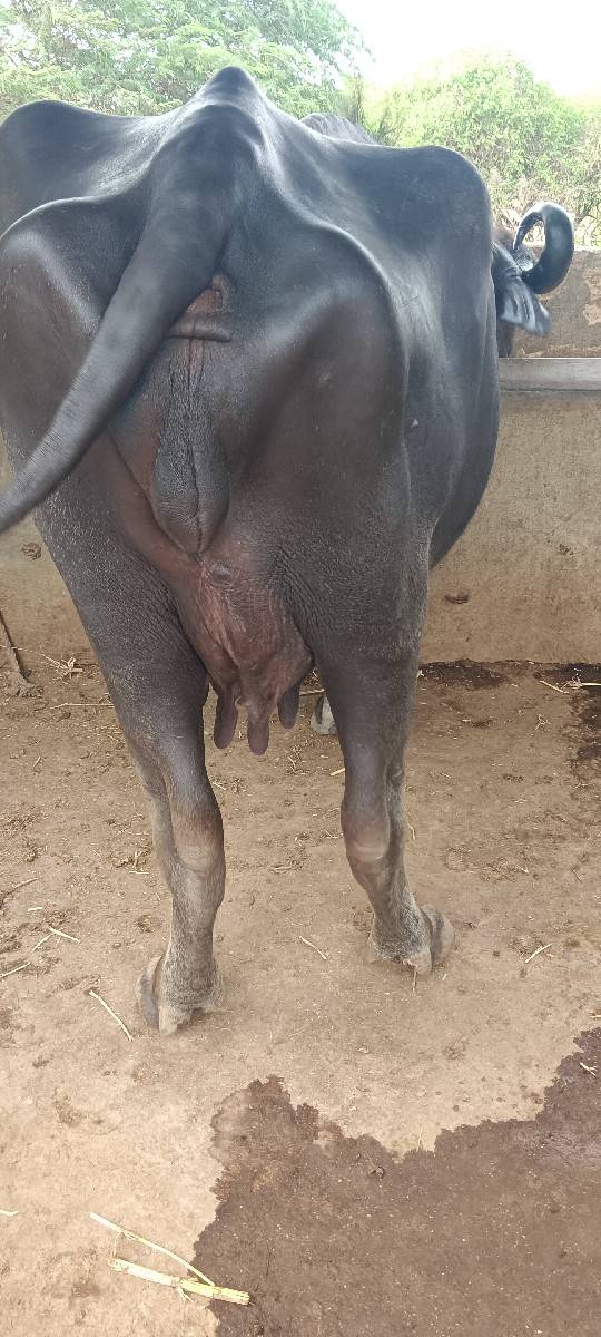 ભેંશ