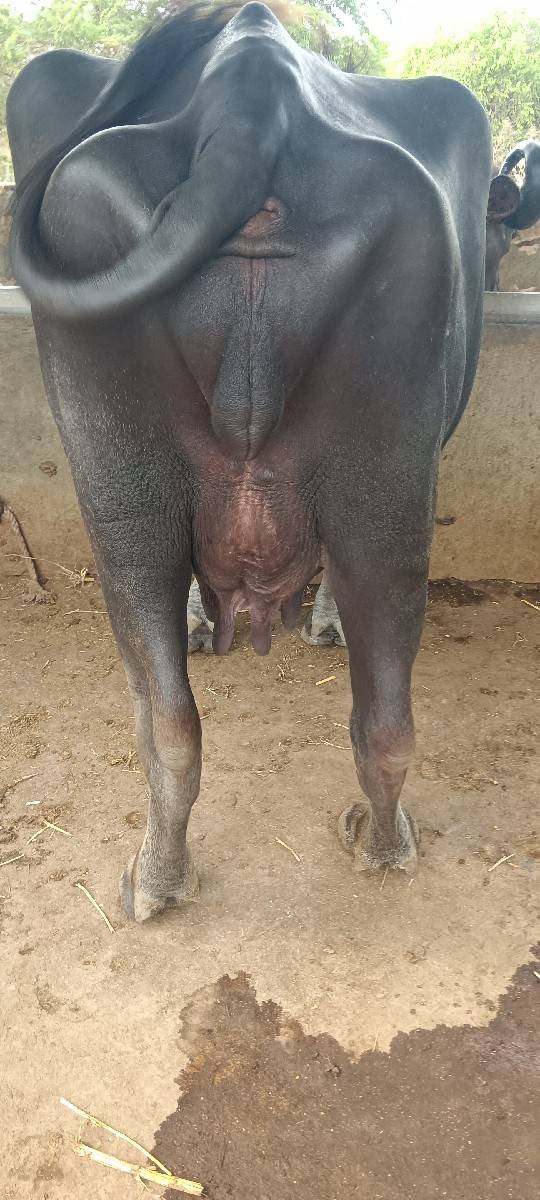 ભેંશ
