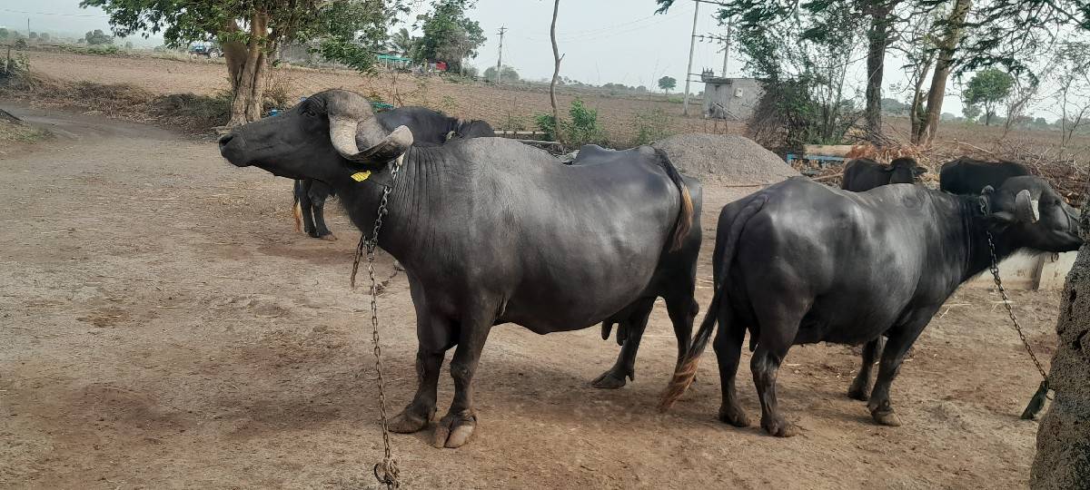 ભેંસ વેચવાની છે