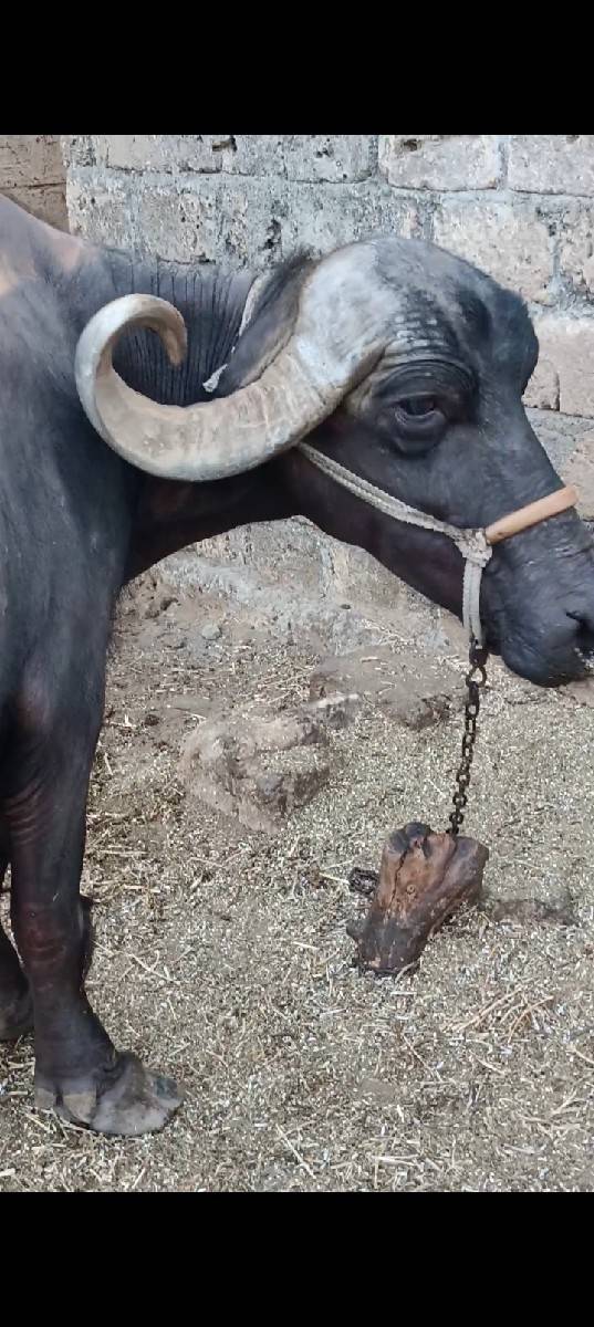 4વેતર વ્યાસે