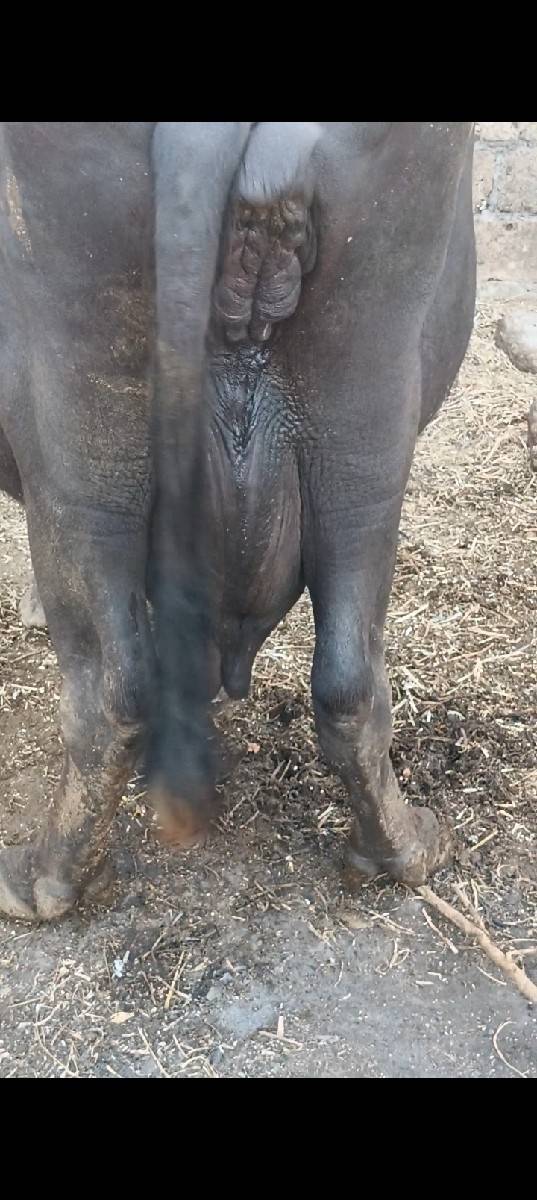 4વેતર વ્યાસે