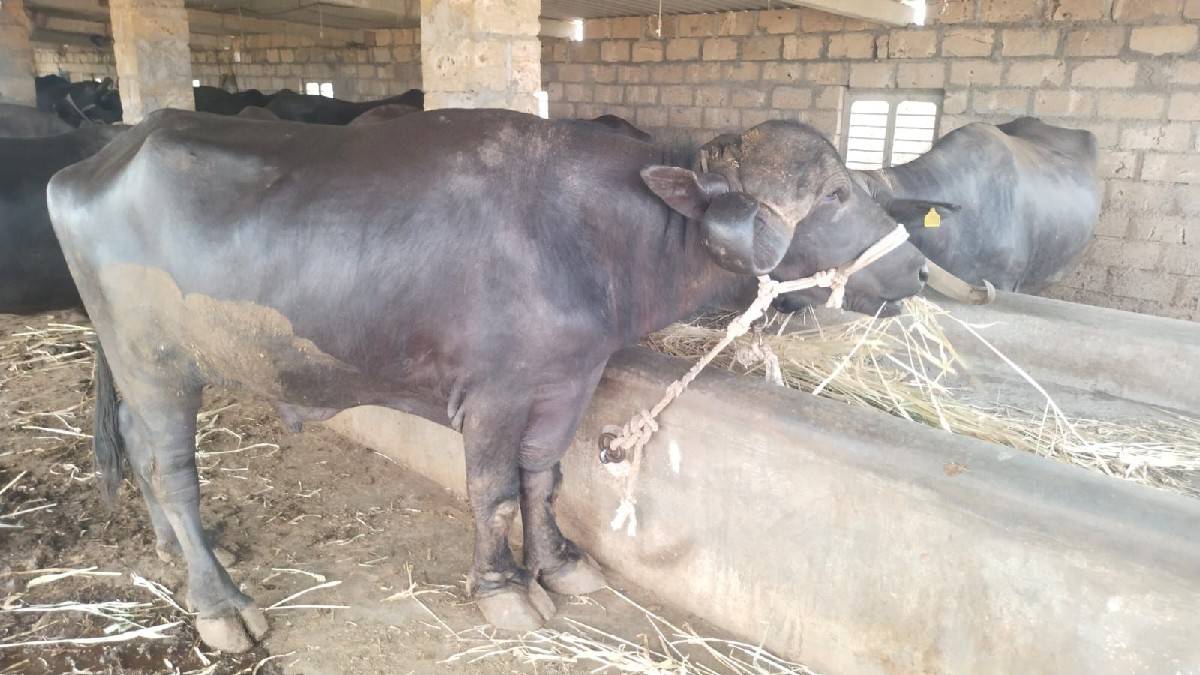 પાડો વેચવાનો છે