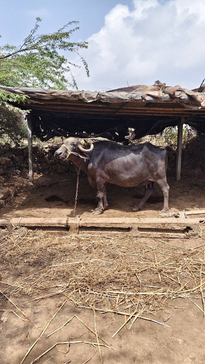 ભેંસ વેચવાની છે