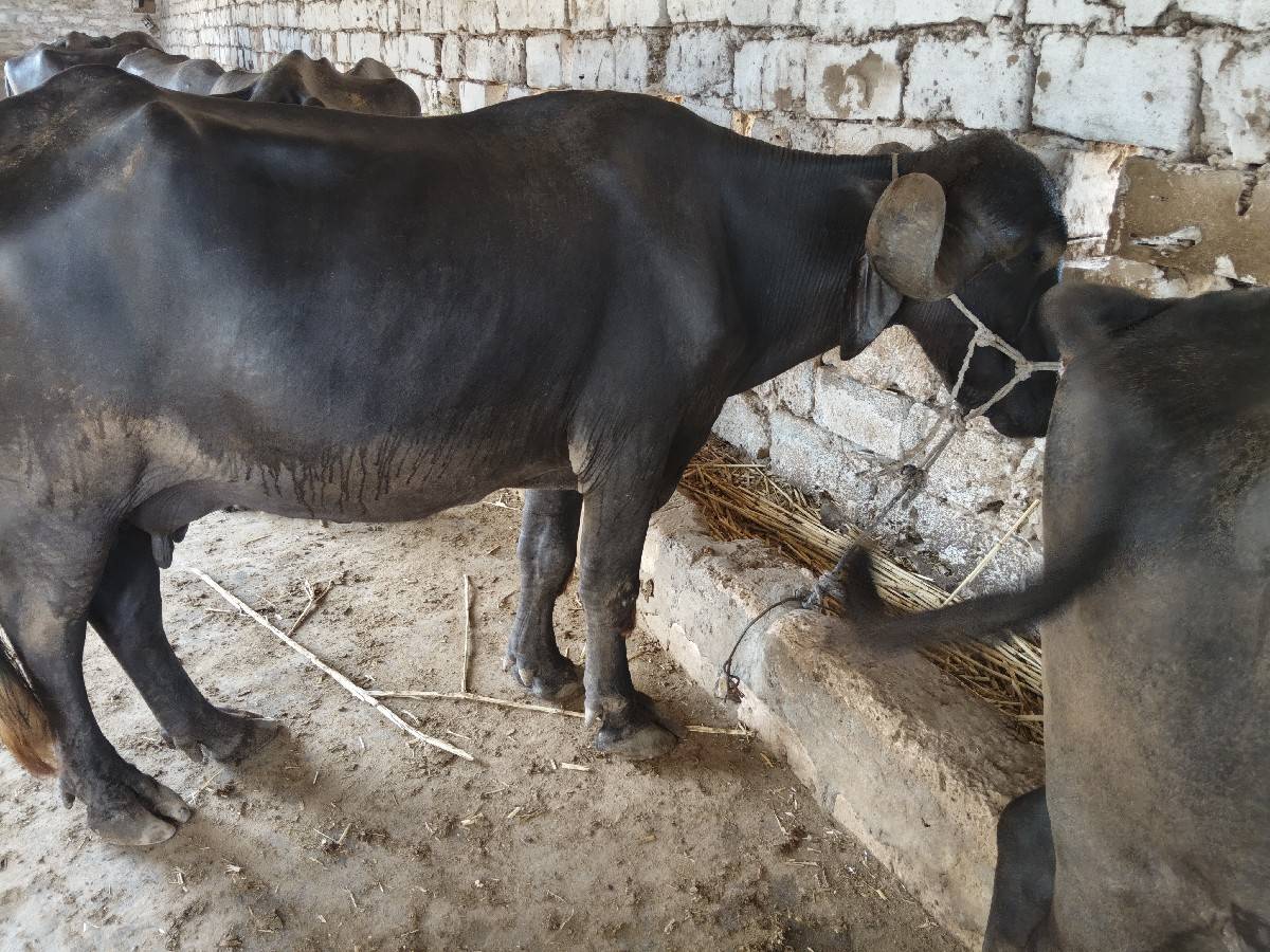 ભેંસ 1 વેતર