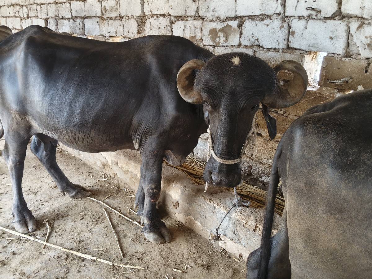 ભેંસ 1 વેતર