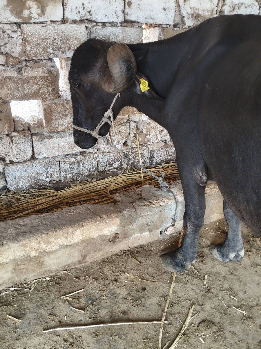 ભેંસ 1 વેતર