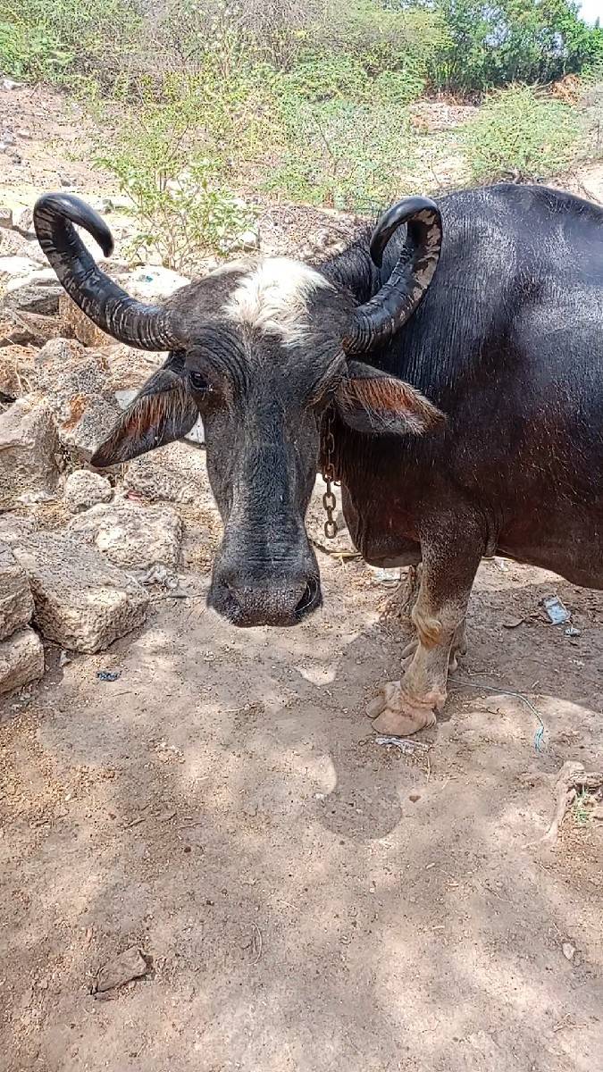 ભેસ વેચવાની છે