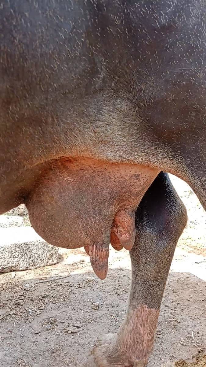 ભેસ વેચવાની છે