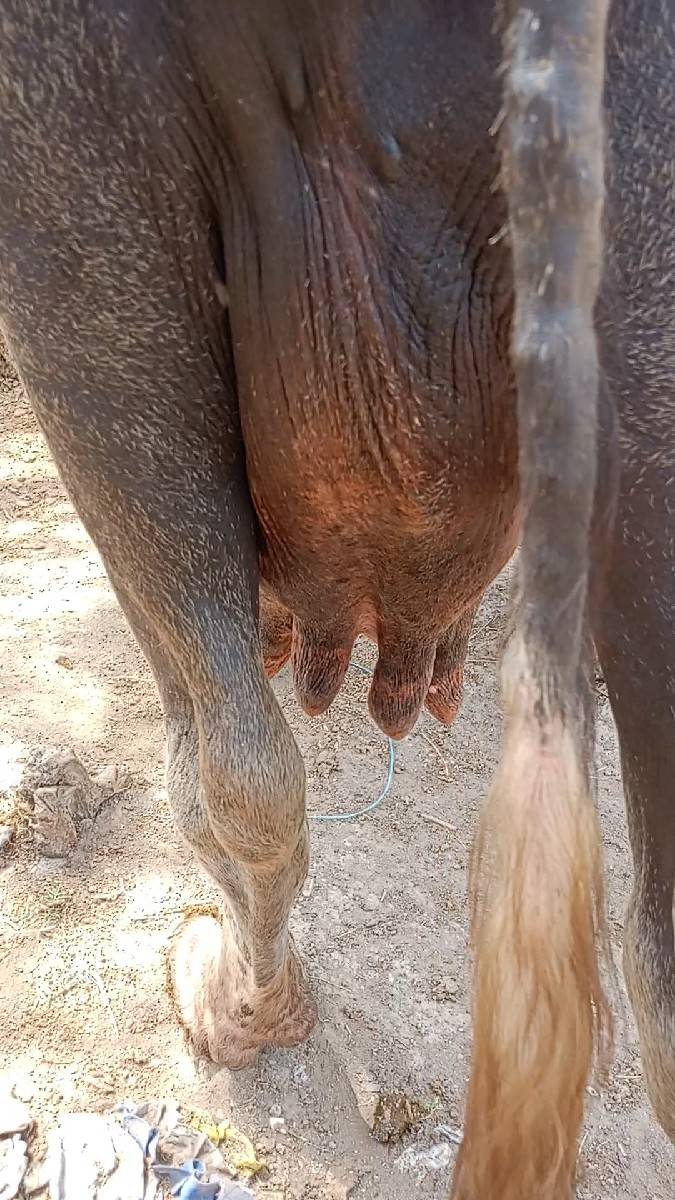 ભેસ વેચવાની છે