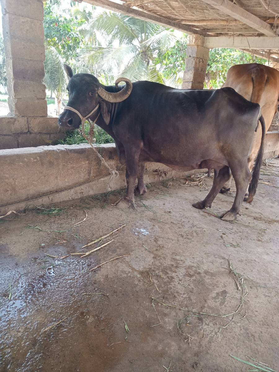 ભેંસ વેચવાની છે