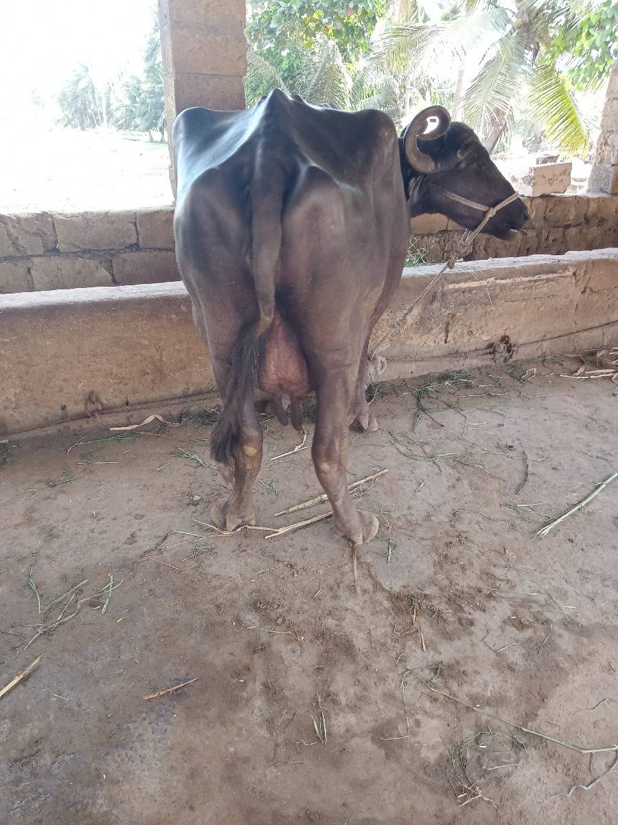 ભેંસ વેચવાની છે