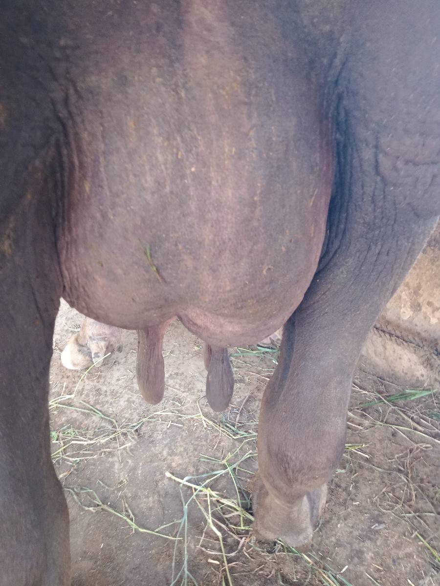 ભેંસ વેચવાની છે