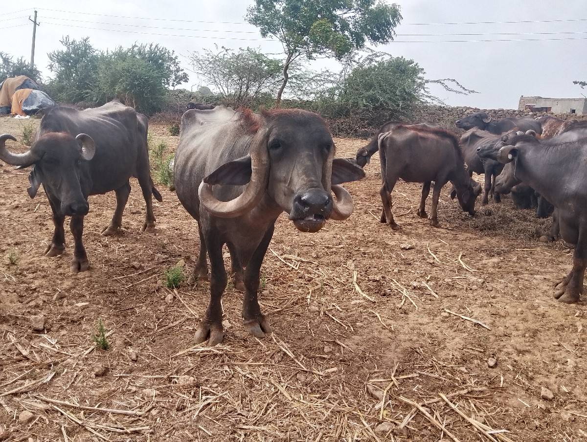 ભેંસ વેચવાની છે