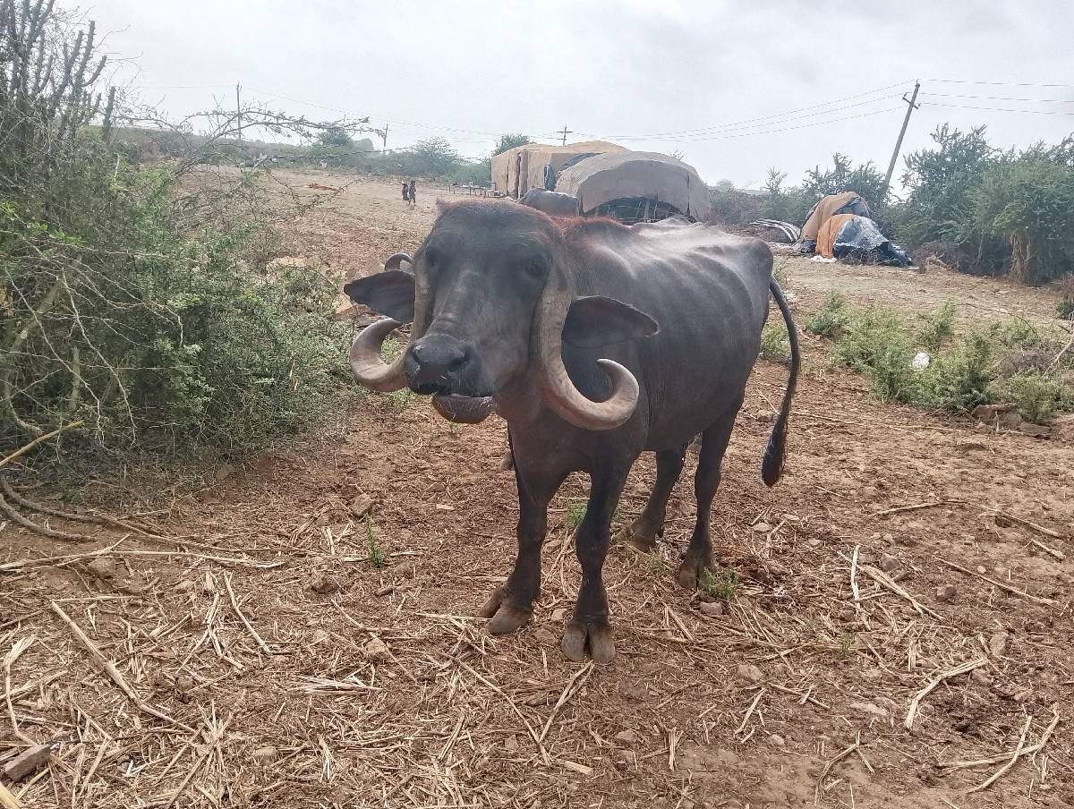 ભેંસ વેચવાની છે