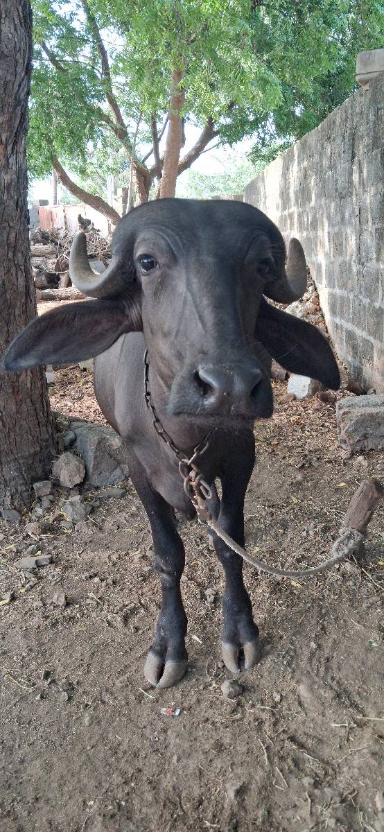 ખડેલું વેચવાનું છે