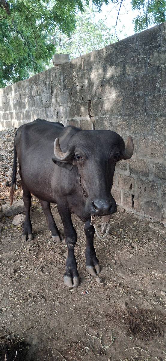 ખડેલું વેચવાનું છે