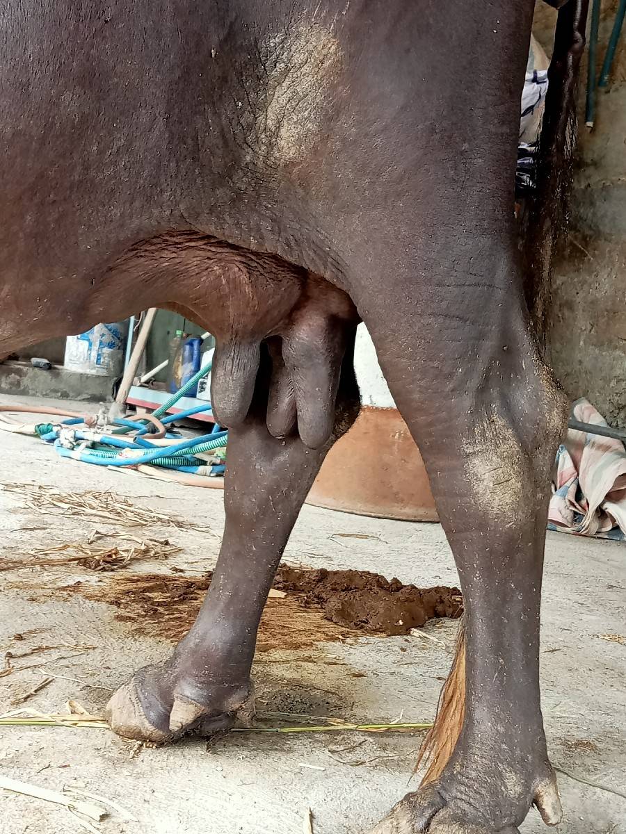 ભેંસ વેચવાની છે