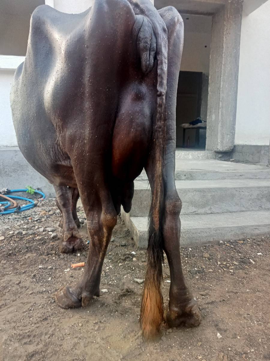 ભેંસ વેચવાની છે