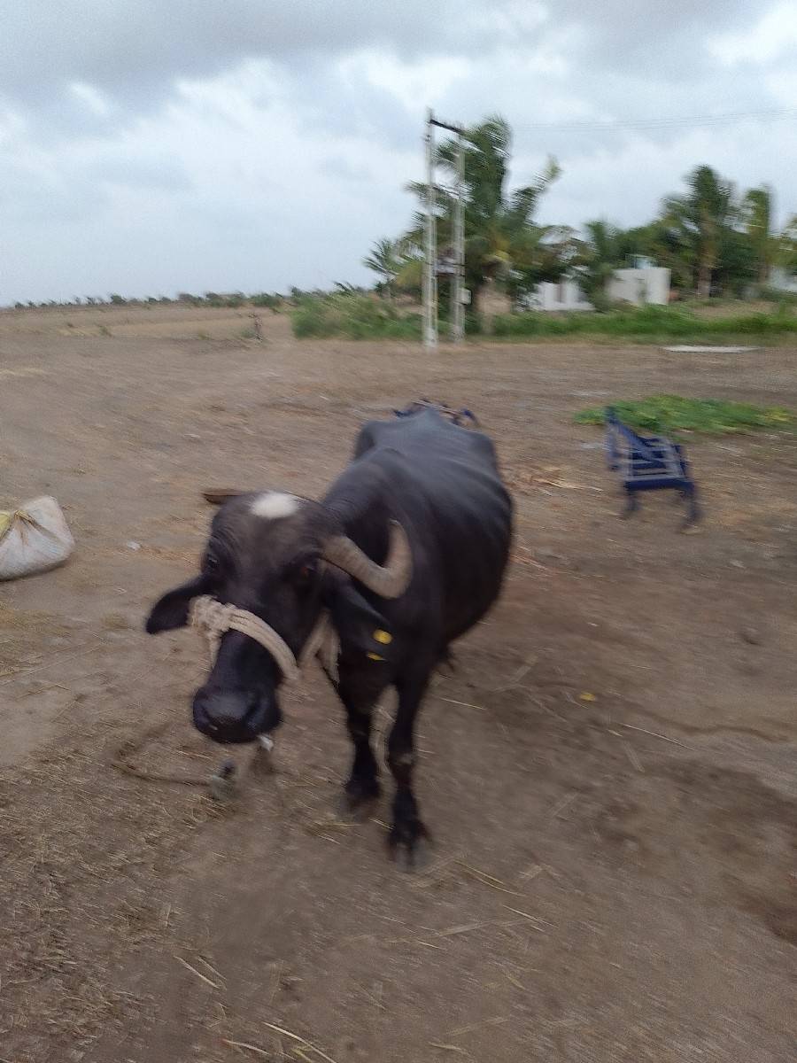 ભેંસ વેચવાની છે