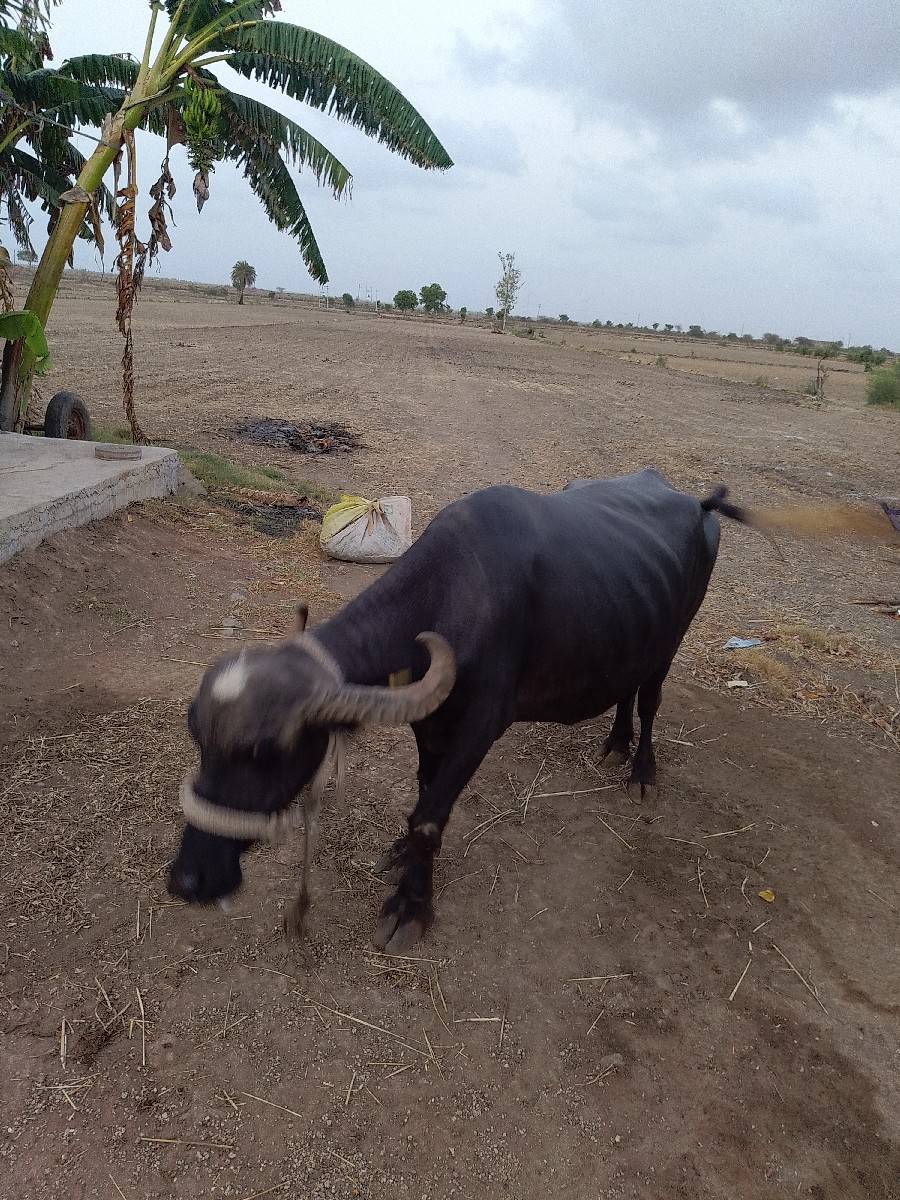 ભેંસ વેચવાની છે