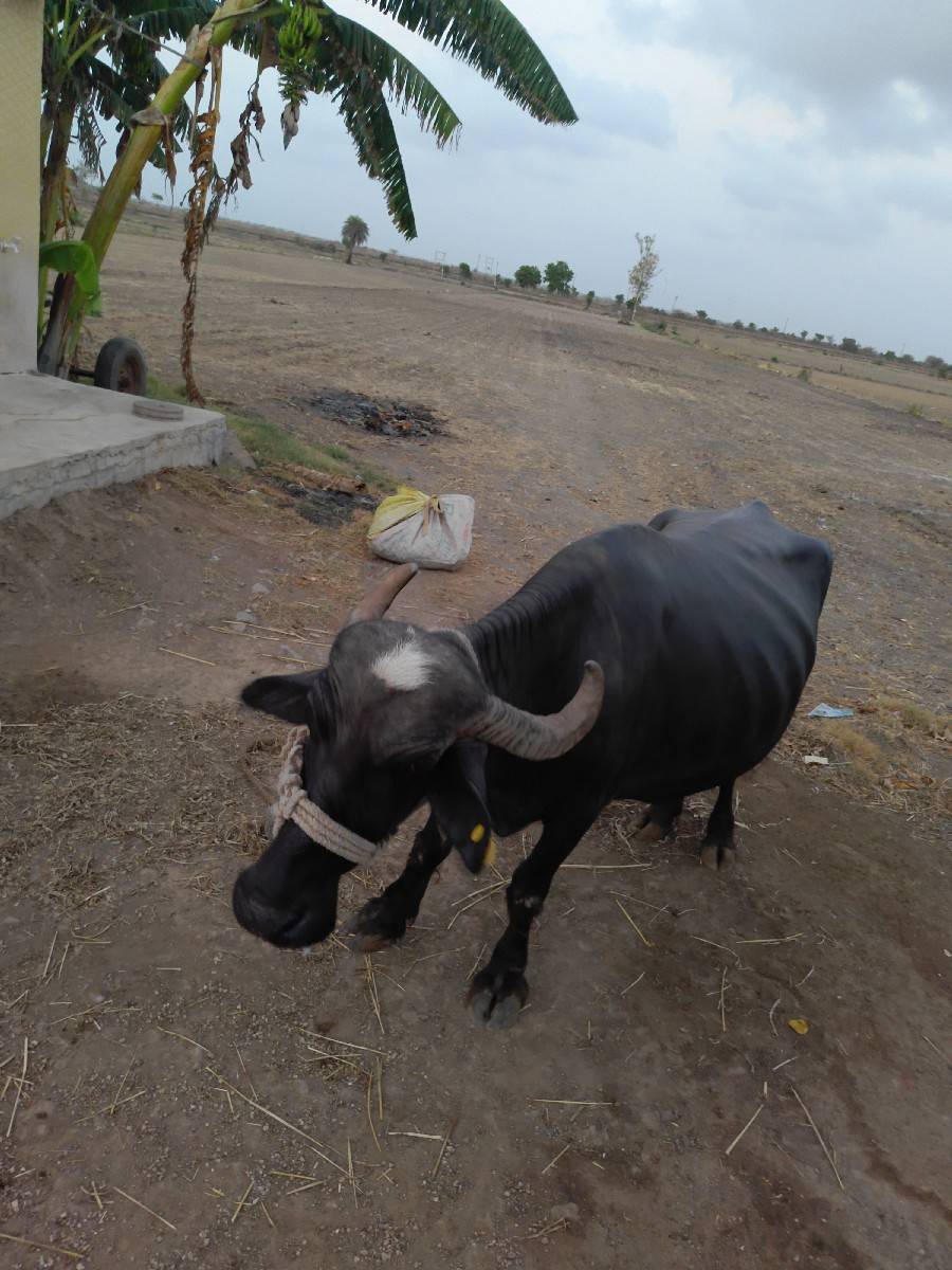 ભેંસ વેચવાની છે