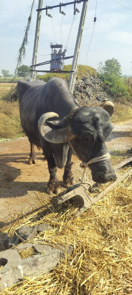 ભેંસ વેચવાની છે