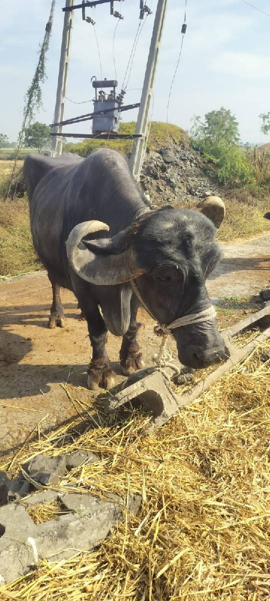 ભેંસ વેચવાની છે