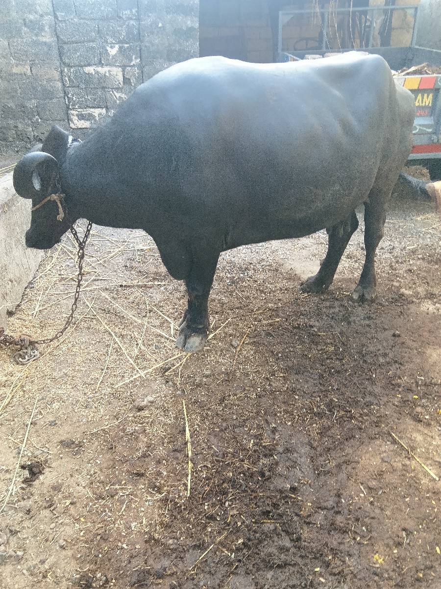 ભેંસ વેચવાની છે
