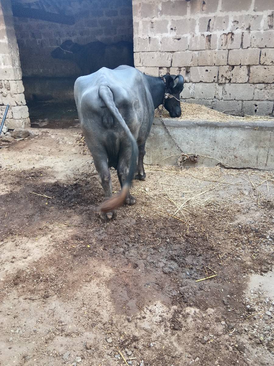 ભેંસ વેચવાની છે