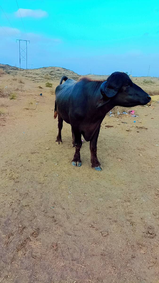 પાડો વેચવાનો છે