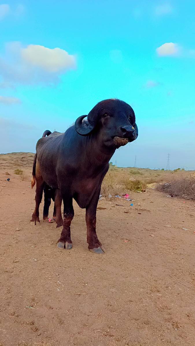 પાડો વેચવાનો છે