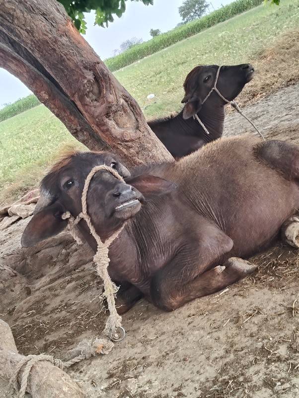 પાડો વેચવાનો છે