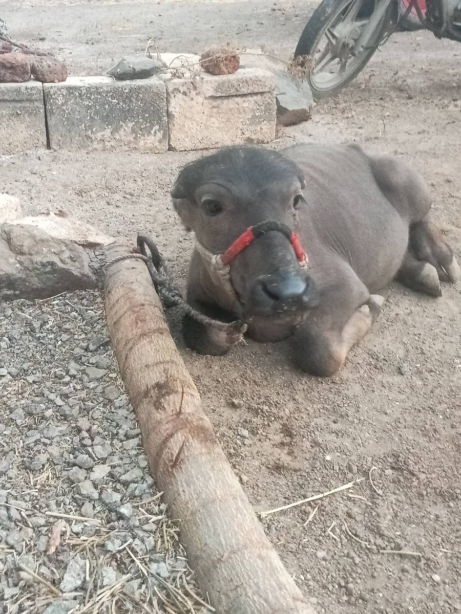 પાડી સાટા કરવા