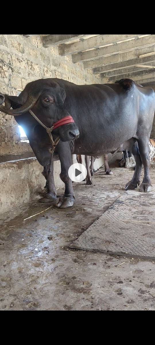 ભેંસ વેચવાની છે